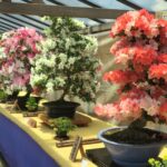 三溪園 さつき盆栽展