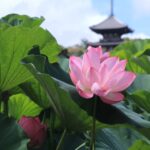IMG_0329S